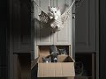 Watch This Cute Kitty Fail Hilariously #cats #funny #pets