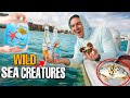 Finding WILD SEA CREATURES Hidden In Beach Trash! *rare crab!*
