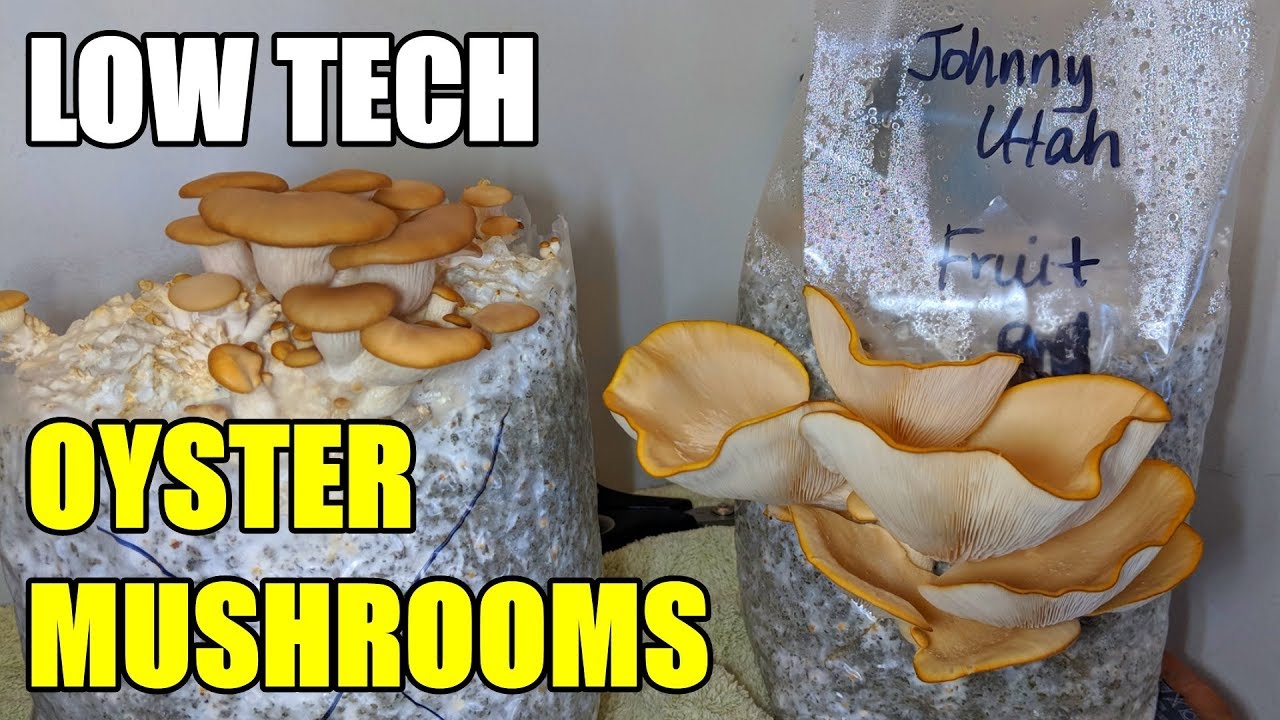 Growing Oyster Mushrooms Low Tech Method YouTube