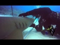 WSV: Shark Affection Part 2: Are Certain Shark Species More Likely To Receive Affection?