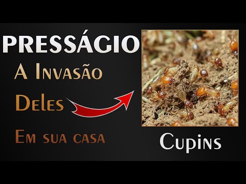 Vídeo: Como você consegue cupins em sua casa?