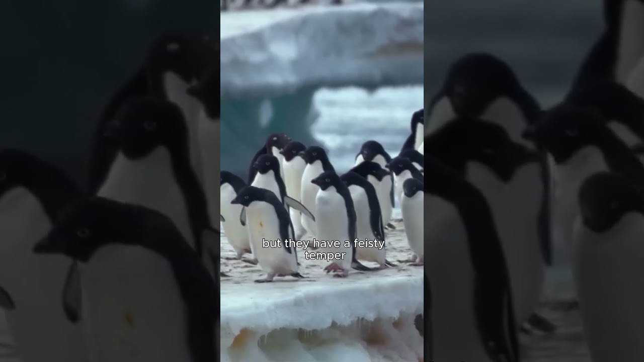 The feistiest little thief that protects others - The adelie penguins 