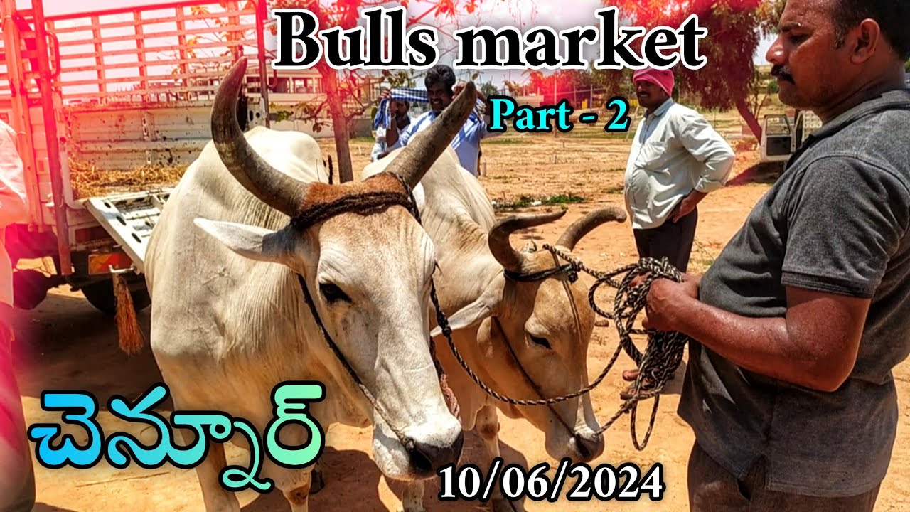 చెన్నూర్ బుల్స్ మార్కెట్ || local bulls || subscribe our channel 👆 for ...