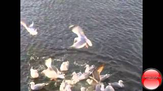 Watch Joan Baez Seabirds video