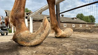 LONG HOOVES on ARABIAN STUD Horse Restoration