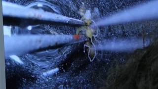 New tool for combating mosquito-borne disease: insect parasite genes