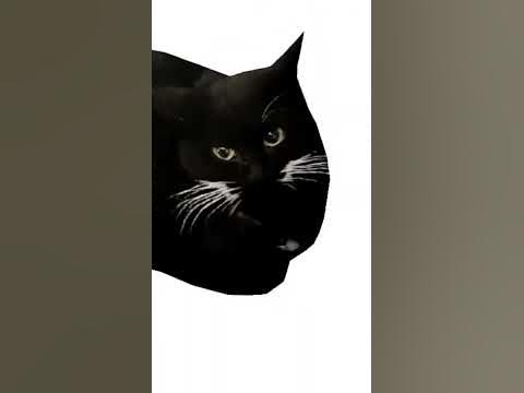 Максвелл кот - YouTube