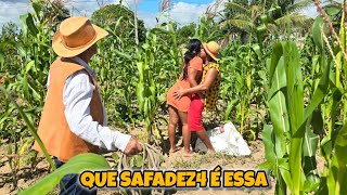 NAMORADINHA NO MILHARAL - O DONO VIU TUDO MARIANA E MAYKINHO SE DEU MAL 