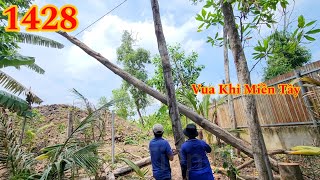 S.ấ.m c.h.ớ.p liên tục khi Vua Khỉ chuẩn bị cưa tiếp tục nhiều cây kh.ô . Cutting trees