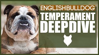 Everything You Need To Know - ENGLISH BULLDOG TEMPERAMENT