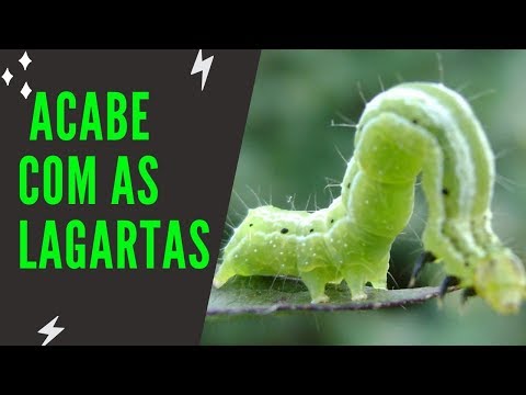 Vídeo: Identificando lagartas em gerânios – Aprenda sobre o controle de lagartas de gerânio