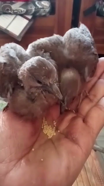 Anak Burung tekukur suara