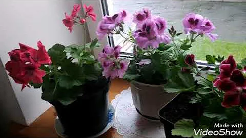 Пеларгония королевская.🌺5 САМЫХ ВАЖНЫХ УСЛОВИЙ для пышного цветения.🌺