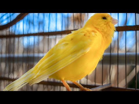 The ultimate canary singing video from a legend - Powerful training song