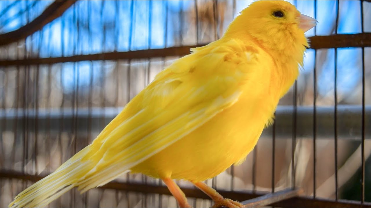 Canary singing videos