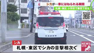 「ああっ」道路に突然シカが…