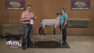 Fitting Sheep for Show Day