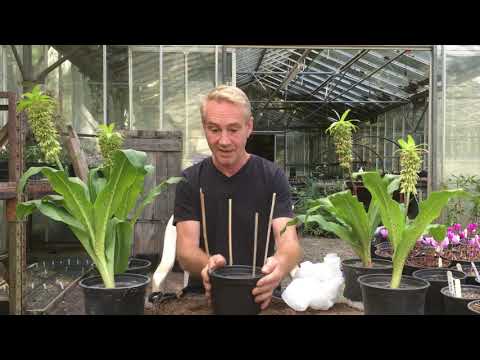 Video: Martagon Lilies In Pot – Prendersi cura di un giglio martagon coltivato in contenitore