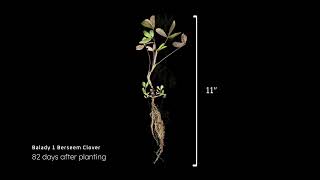 Balady 1 Berseem Clover Timelapse