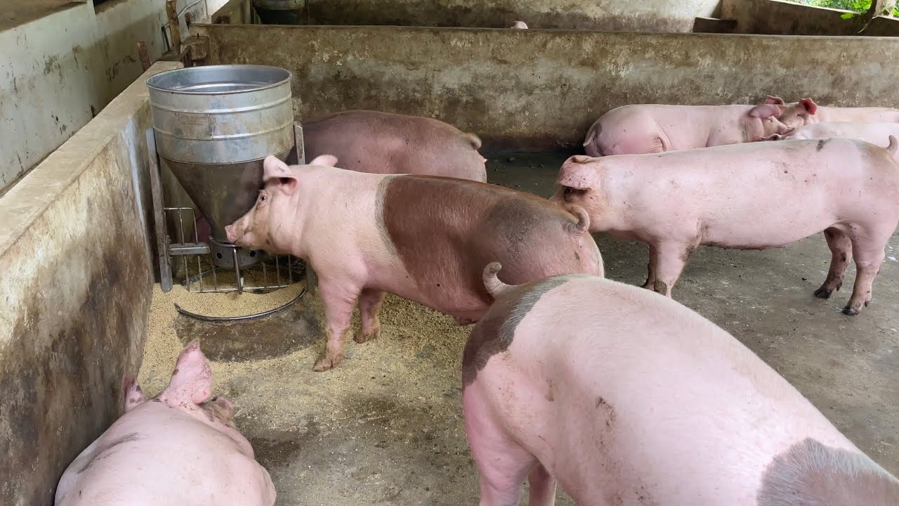 Heo 3 máu gây Nái tốt hay không? Có nên gây lại Heo 3 Máu thành Heo Nái? Cách chọn Heo gây Nái chuẩn