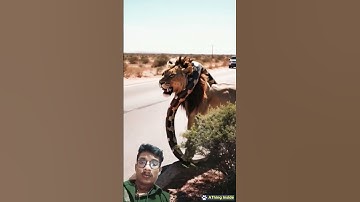 Gaint Python Finally Give Up on the Lion