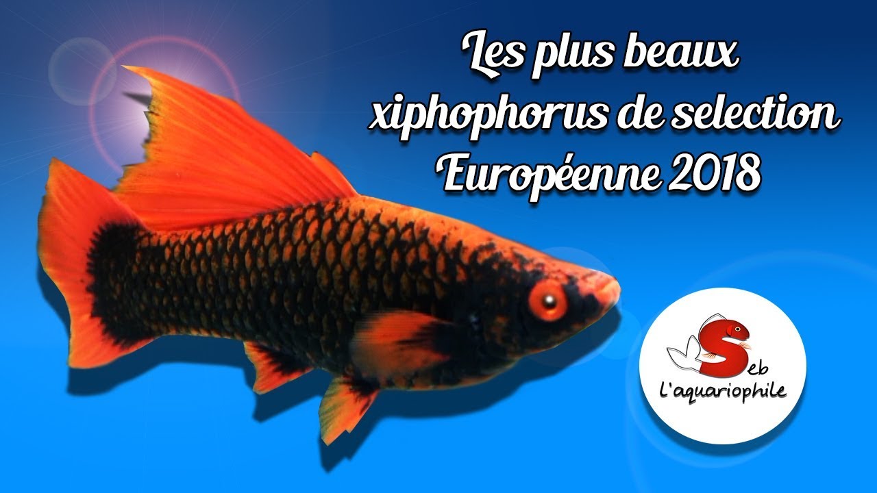 Les plus beaux xiphophorus du concours 2018 . Par des éleveurs amateurs Européens ✔