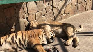 Хорошая подушка у львенка-говоруна) A good pillow at a talking lion cub) screenshot 5