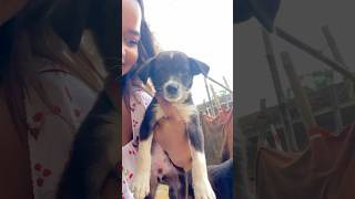 Cute Dogy 🐶 #newshorts #newshorts #love #shortsviral #kiranbaraik #vlog  #shortsviral #ytshorts