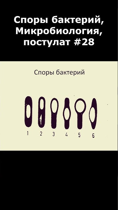 Споры бактерий, Микробиология, постулат #28, #shorts - YouTube