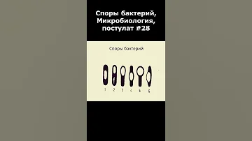 Споры бактерий, Микробиология, постулат #28, #shorts