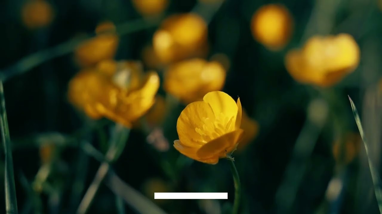 LALA PLAYLIST 10   Ad Free Cafe Music for slow bpm 느린곡 위주 