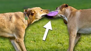 Top Methods to Socialize your Dog