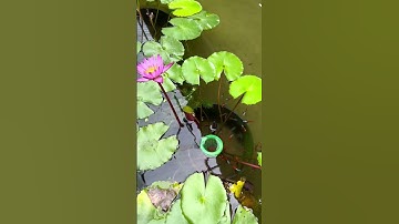 Mình là chủ của những bầy cá 7 màu này, hay tụi nó là chủ của mình vậy các bạn ?