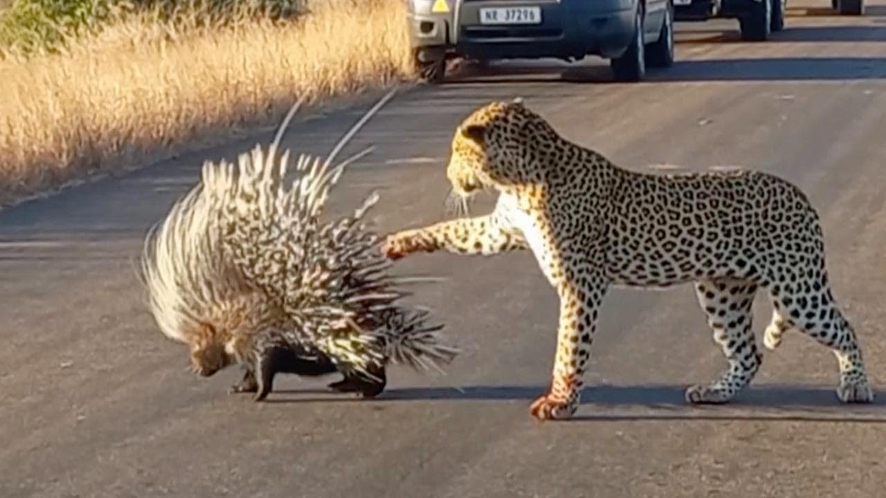 Hungry Leopard Gets Defeated By Prickly Porcupine