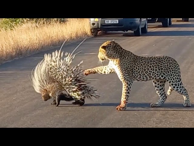 Hungry Leopard Gets Defeated By Prickly Porcupine class=