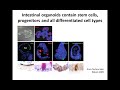 CRISPR-Cas assisted genetics in intestinal organoids