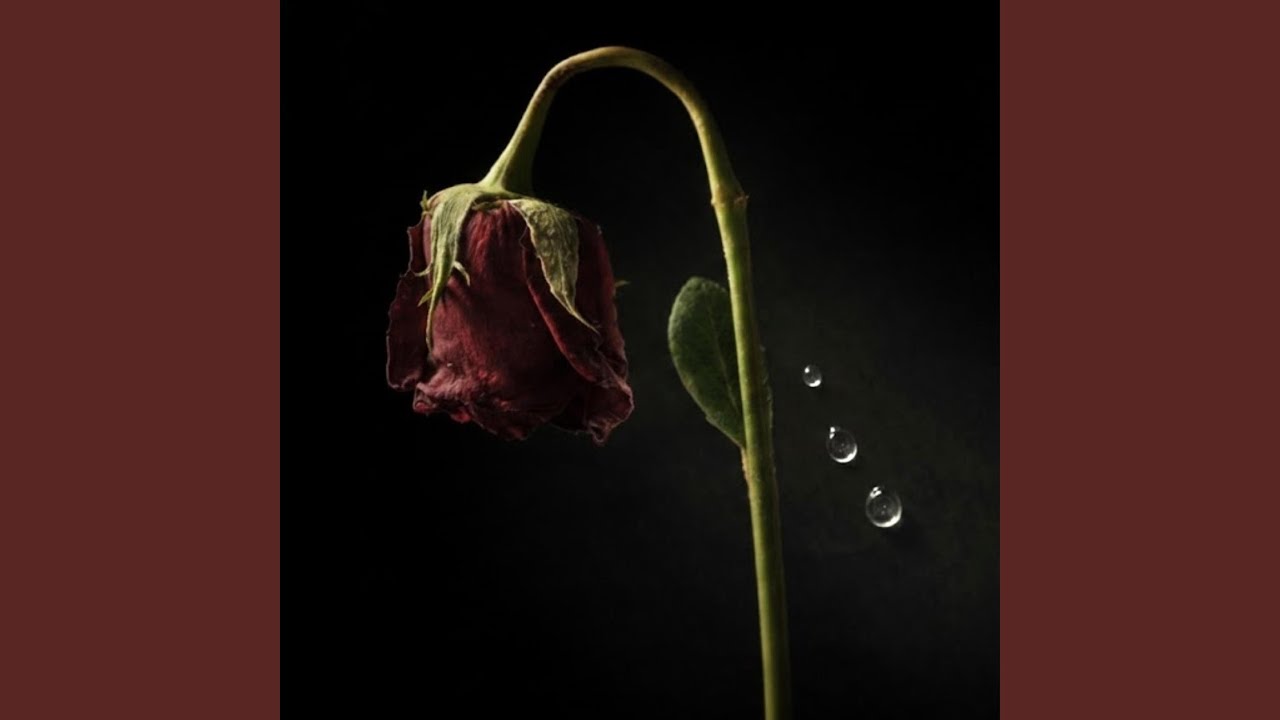 이제야 비로소 (Late Blooming Flower)