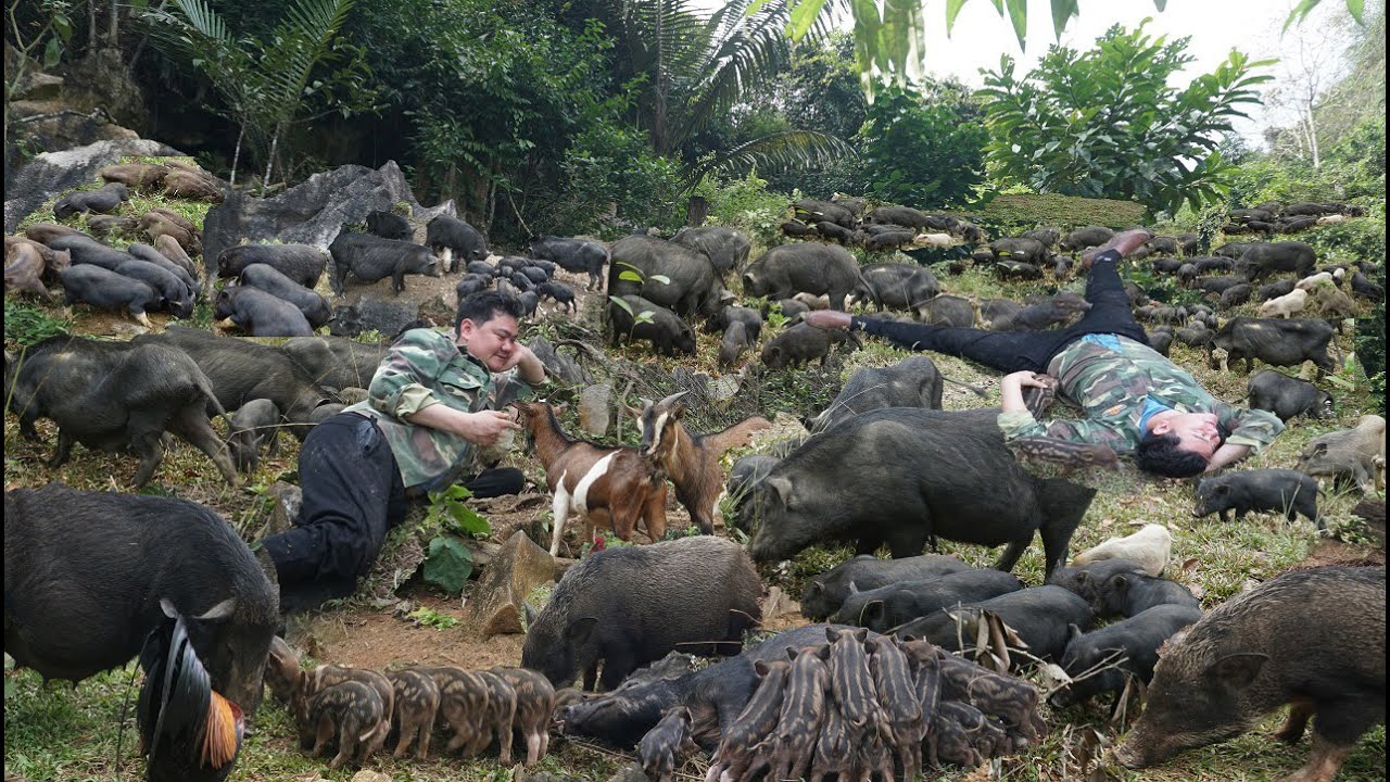 Farm construction process. Raising wild pigs at the green forest farm.