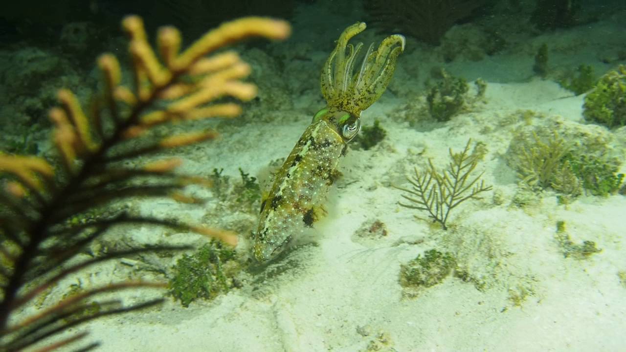 Caribbean Reef Squid