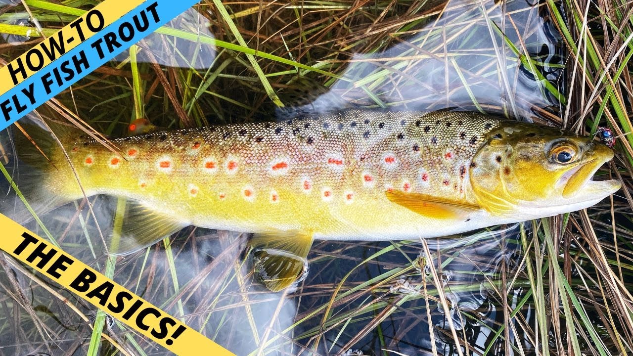 CATCH MORE TROUT IN STREAMS — Deciding What To Use & Where When Fly