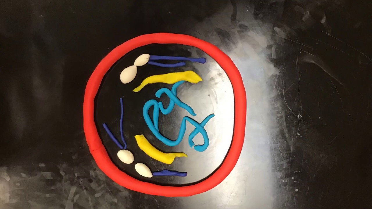 Cell Division Stop Motion Video - YouTube