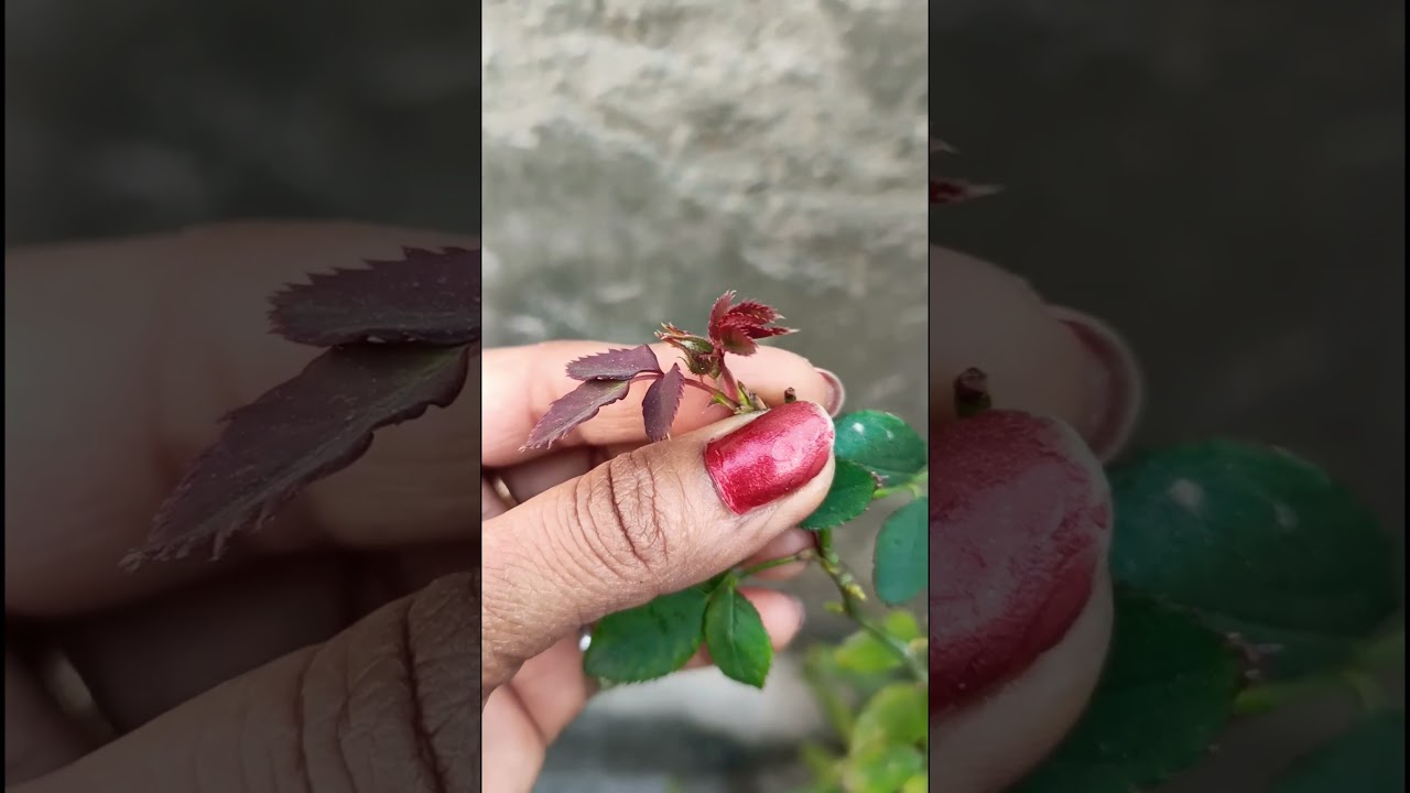 🌱मानसून में गुलाब🌹 की cutting को grow कर सकते हैं🪴👍💯 ||#garden #rose #plants #growth #rain #shorts