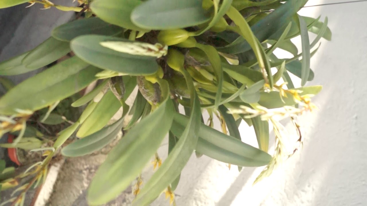 Rufenum Bulbophyllum rufinum - YouTube
