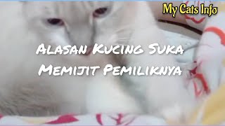 Download Lagu Kucing Suka Memijat Pemiliknya (My Cats Info) MP3 Download Lagu Kucing Suka Memijat Pemiliknya (My Cats Info) MP3