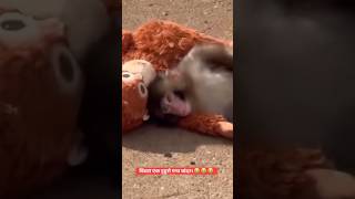 bichara kasto maya lago