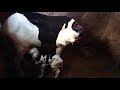 Tutos  comment aider un agneau naissant  tter les premiers jours pour plus de lait