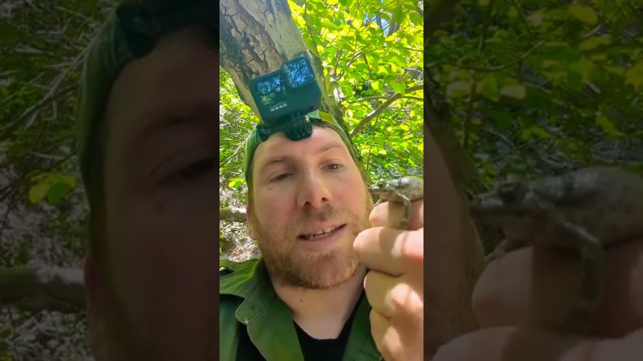 Finding a California Tree Frog!