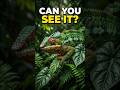 “🦎😱Color Changing Chameleon | Master of Disguise  #Shorts”