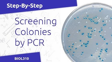 Colony PCR Protocol (BIOL310)