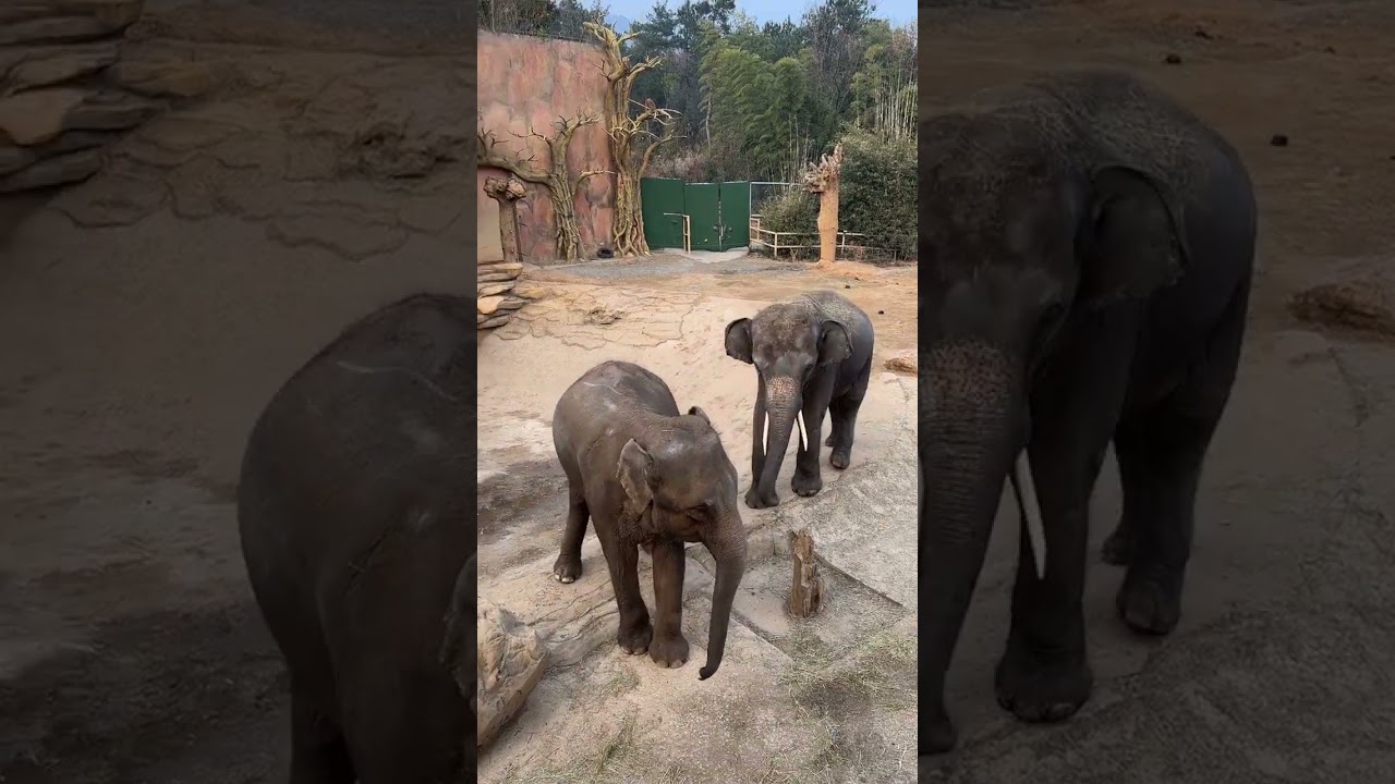 Слониха впереди увидела, что слон-самец взял на себя инициативу.  К сожалению,